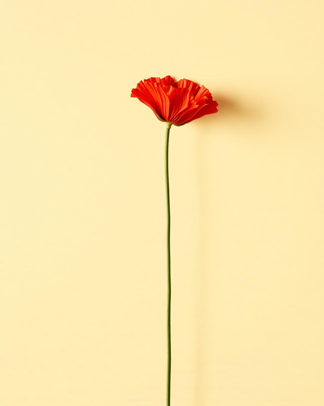 Still life reference